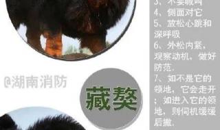 上海野生动物园熊吃饲养员
