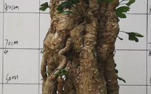 你喜欢银杏吗下一句怎么接 你喜欢银杏吗下一句怎么接
