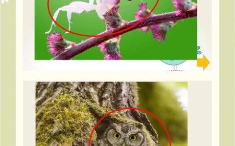 动物伪装术（动物伪装术合集）