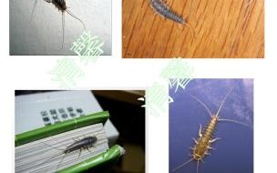 专业灭虫费用是多少呢 专业灭虫费用是多少呢