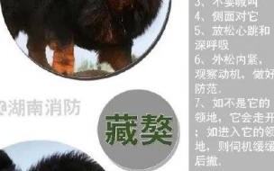 上海野生动物园26岁饲养员被熊咬死,调查报告细节披露了什么 上海野生动物园熊吃饲养员