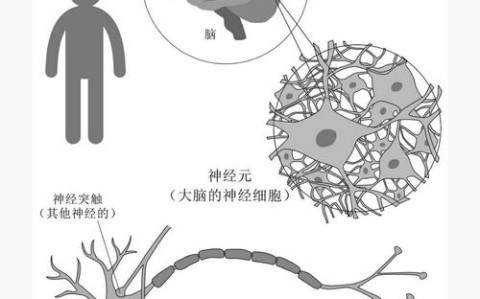 记忆机制（大脑记忆机制）