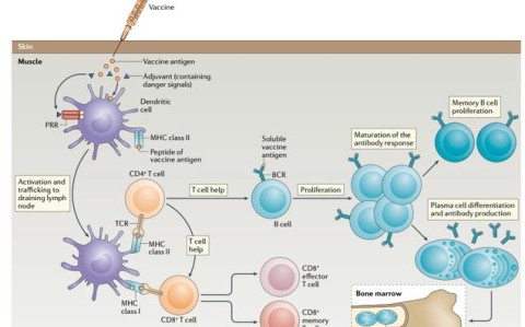 疫苗原理（接种疫苗原理）