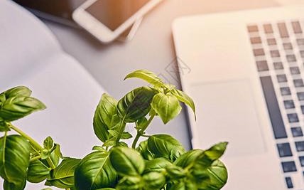 植物通讯（植物通讯设备）