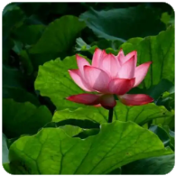 从“加快建立”到“推行制度”，长护险如何实现覆盖3亿人