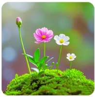 黄力晨:油价回落缓解通胀担忧 支撑黄金短线反弹