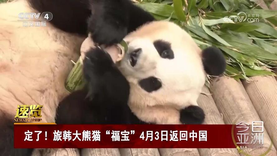 旅外大熊猫归国(大熊猫走出国门)