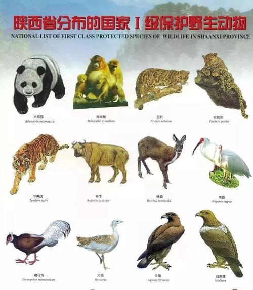 中国野生脊椎动物保护(中国野生脊椎动物保护名录)