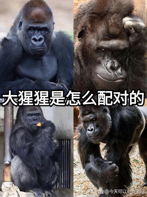 猩猩考人类社交证（猩猩学人）