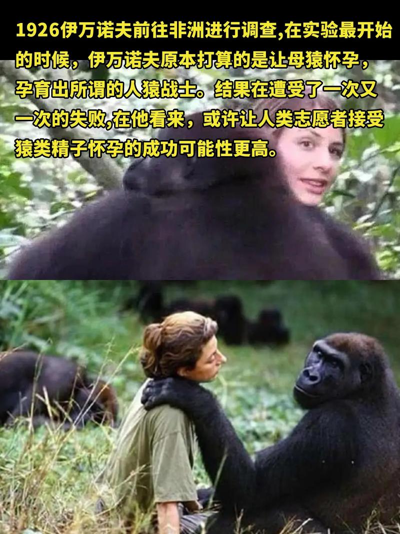 猩猩考人类社交证（猩猩学人）