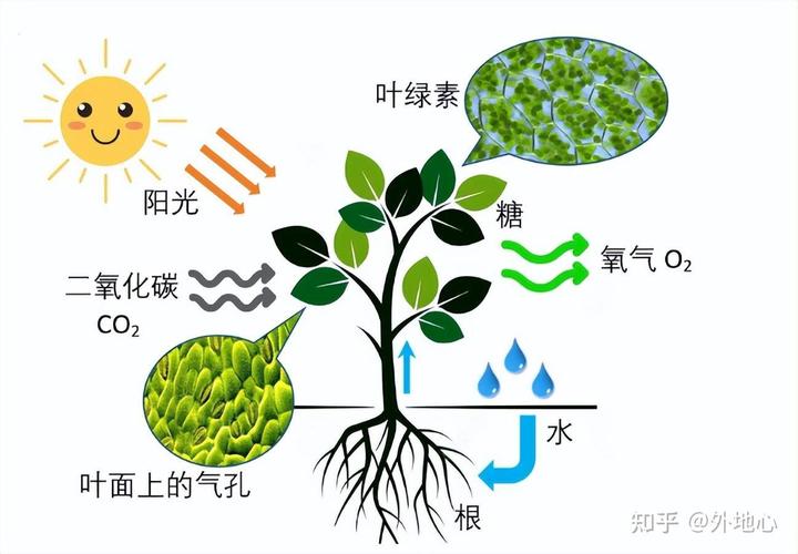 植物光合作用（植物光合作用原理）