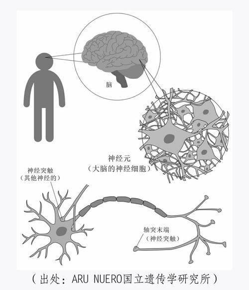 记忆机制（大脑记忆机制）