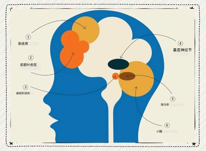 记忆机制（大脑记忆机制）
