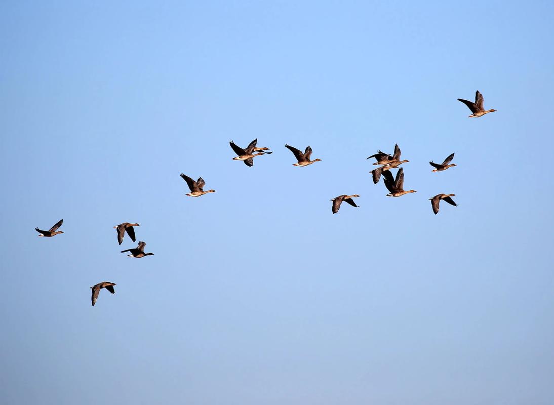 鸟类迁徙（鸟类迁徙时间）