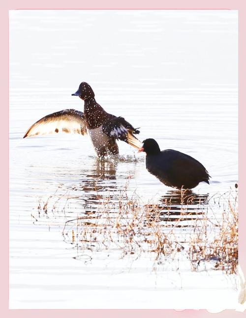 鸟类迁徙（鸟类迁徙时间）