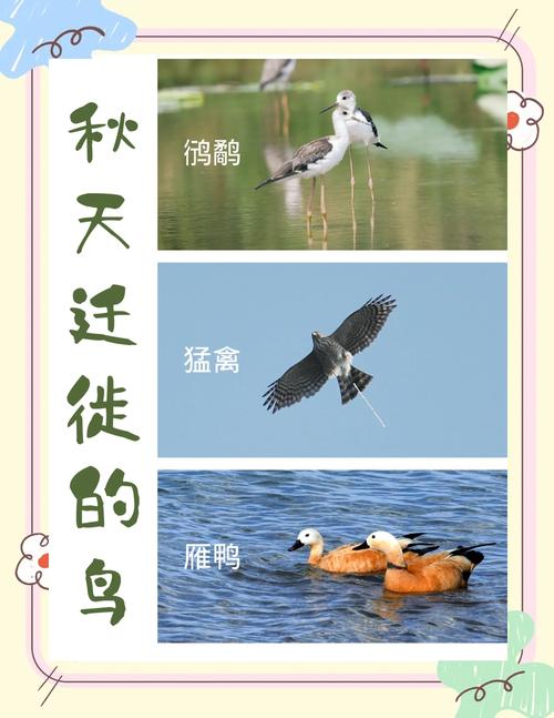 鸟类迁徙（鸟类迁徙时间）