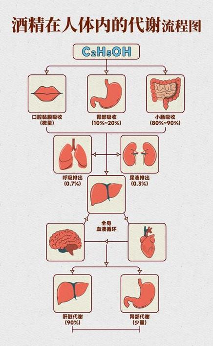酒精代谢(酒精代谢速度)