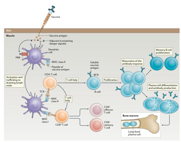 疫苗原理（接种疫苗原理）