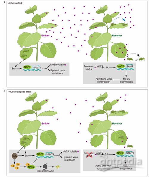植物防御机制(植物防御机制包括)