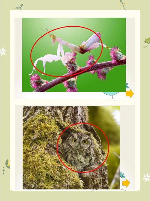 动物伪装术（动物伪装术合集）