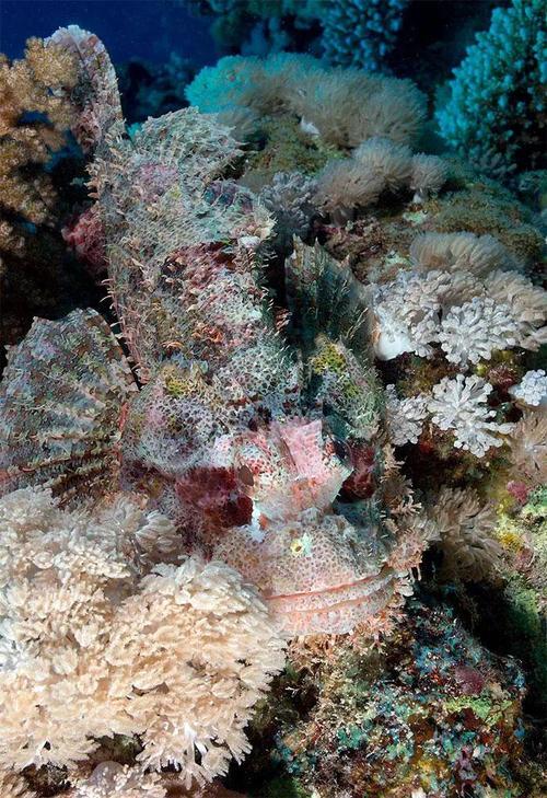 动物伪装术（动物伪装术合集）