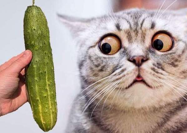 猫为什么怕黄瓜？（猫为什么怕黄瓜主要原因）