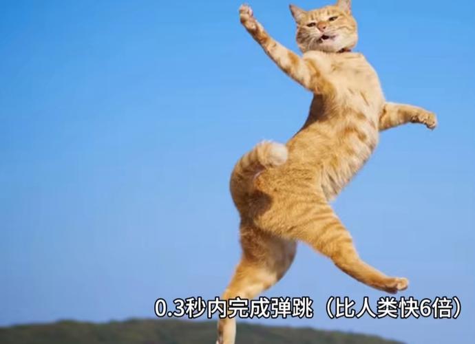 猫为什么怕黄瓜？（猫为什么怕黄瓜主要原因）