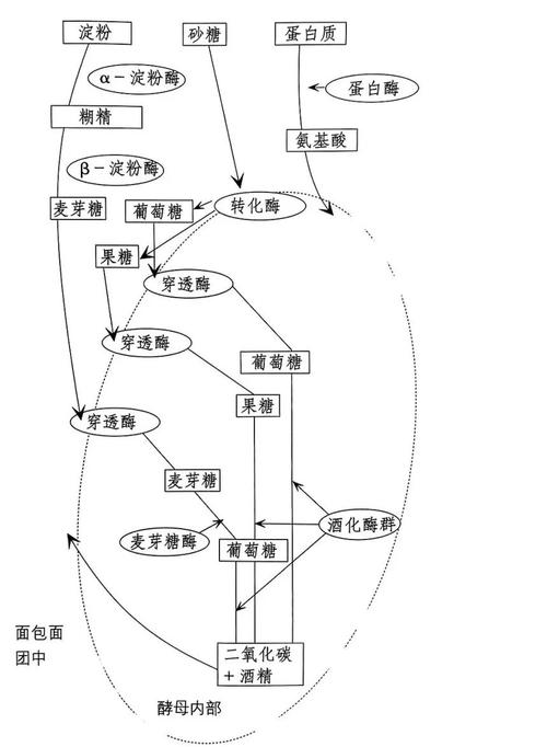 发酵原理（小苏打发酵原理）