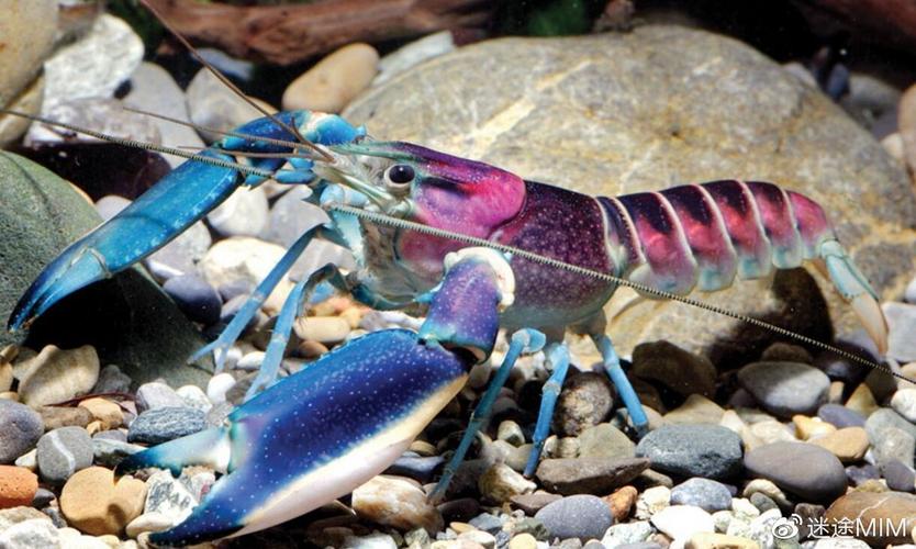 “小龙虾”撬开中国医疗大门，爆火架构首度落地！专家提示安全红线