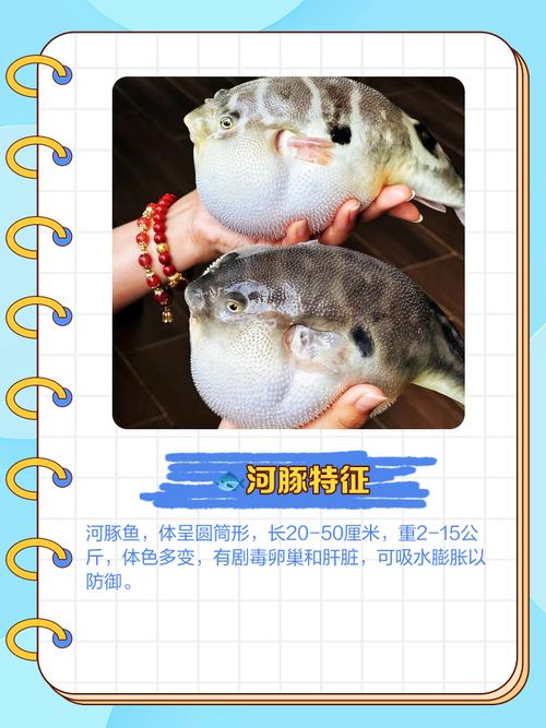 河豚鱼的做法（河豚鱼的做法 注意事项）