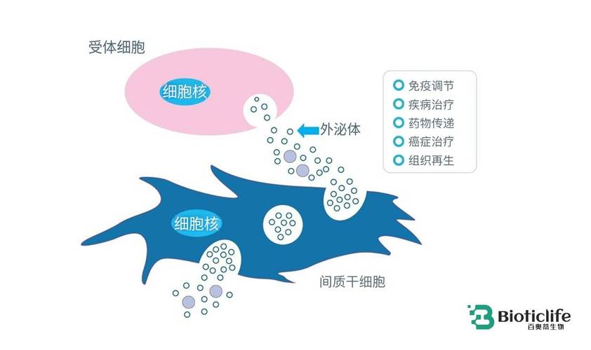 A股上市公司开能健康有布局外泌体疗法，业务方向包括宠物保健抗衰方向